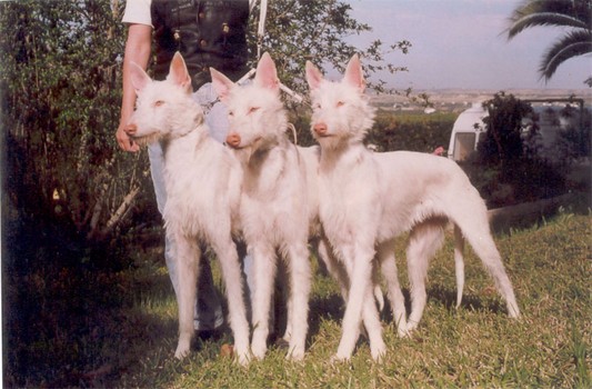 Luna_Zoodiaco_Istar.jpg